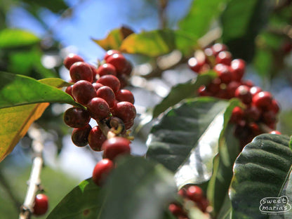 Guatemala FTO Dry Process Chuacús