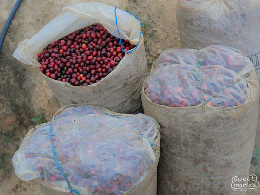 Guatemala Michicoy Finca Rosma