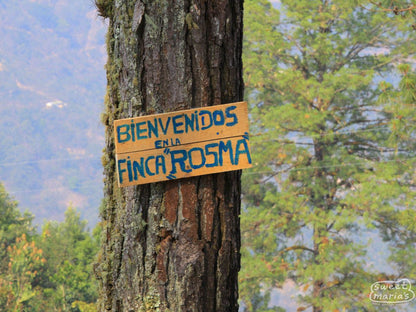 Guatemala Michicoy Finca Rosma