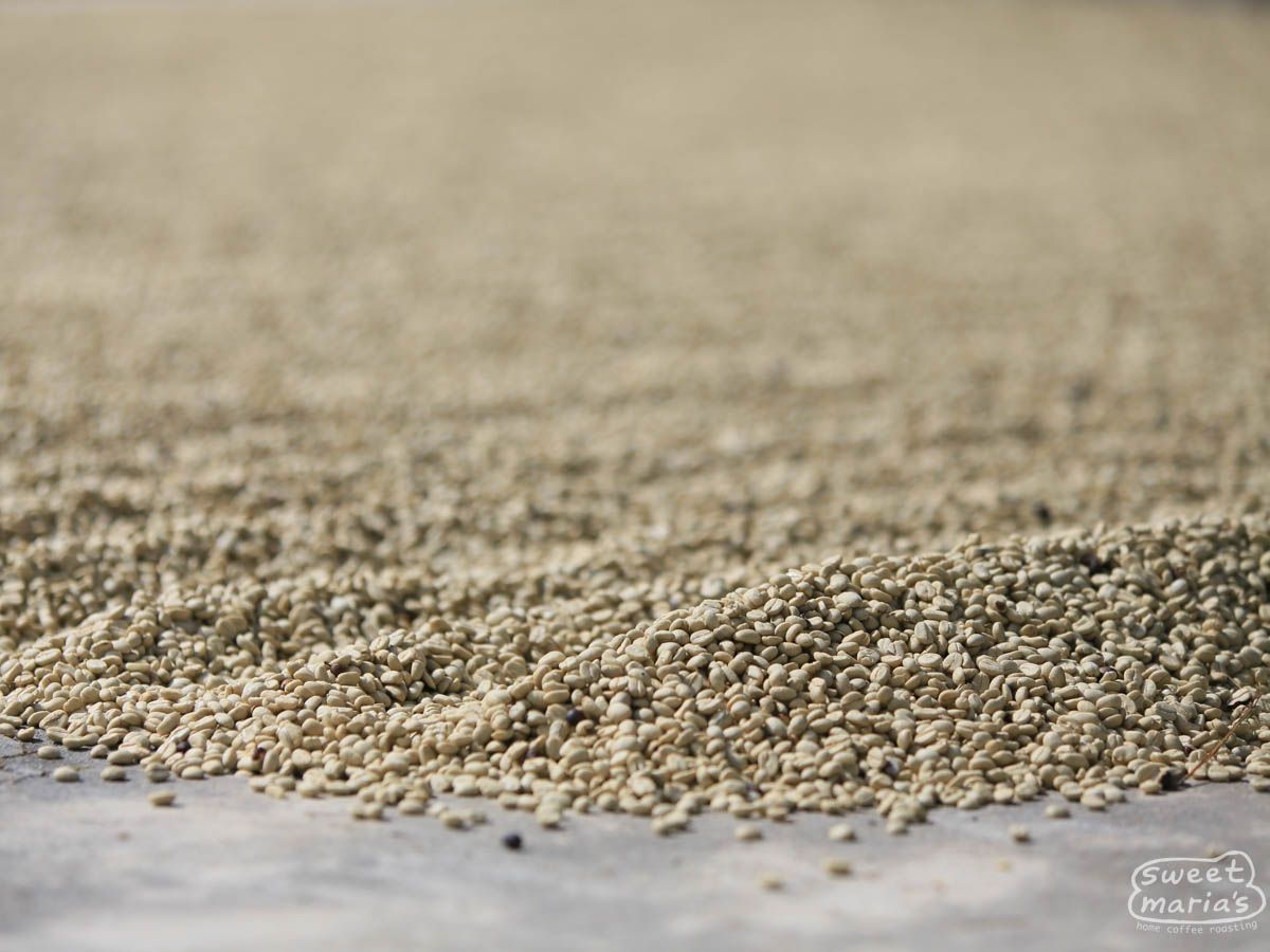 Guatemala Michicoy Finca Rosma