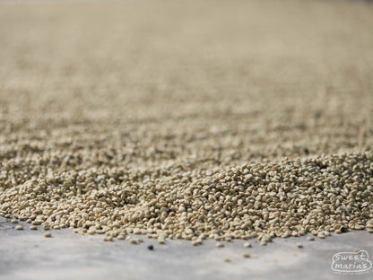 Guatemala Michicoy Finca Rosma