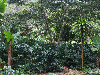 Honduras El Cedral Roberto Figueroa