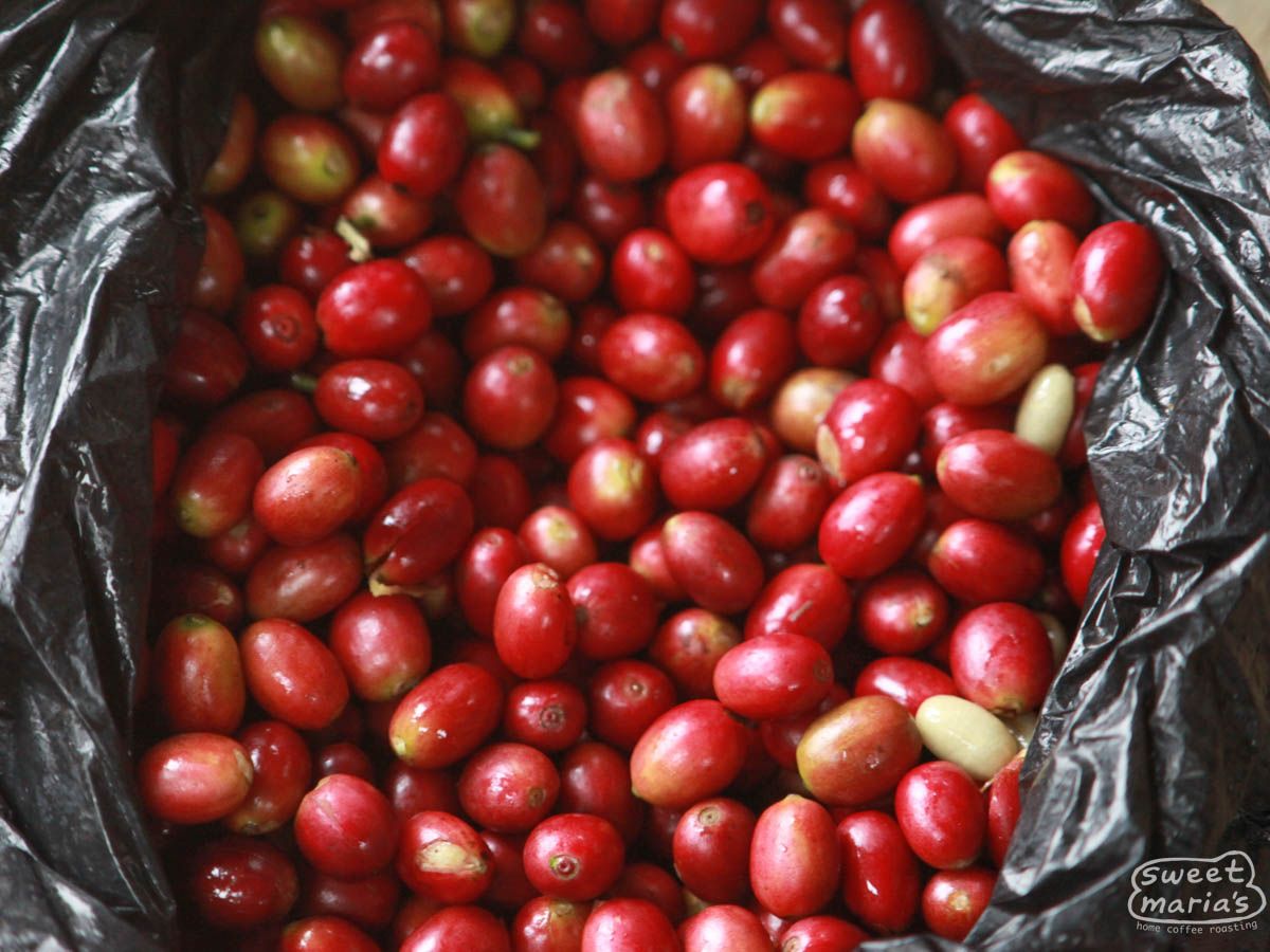 Java Sunda Mekarsari