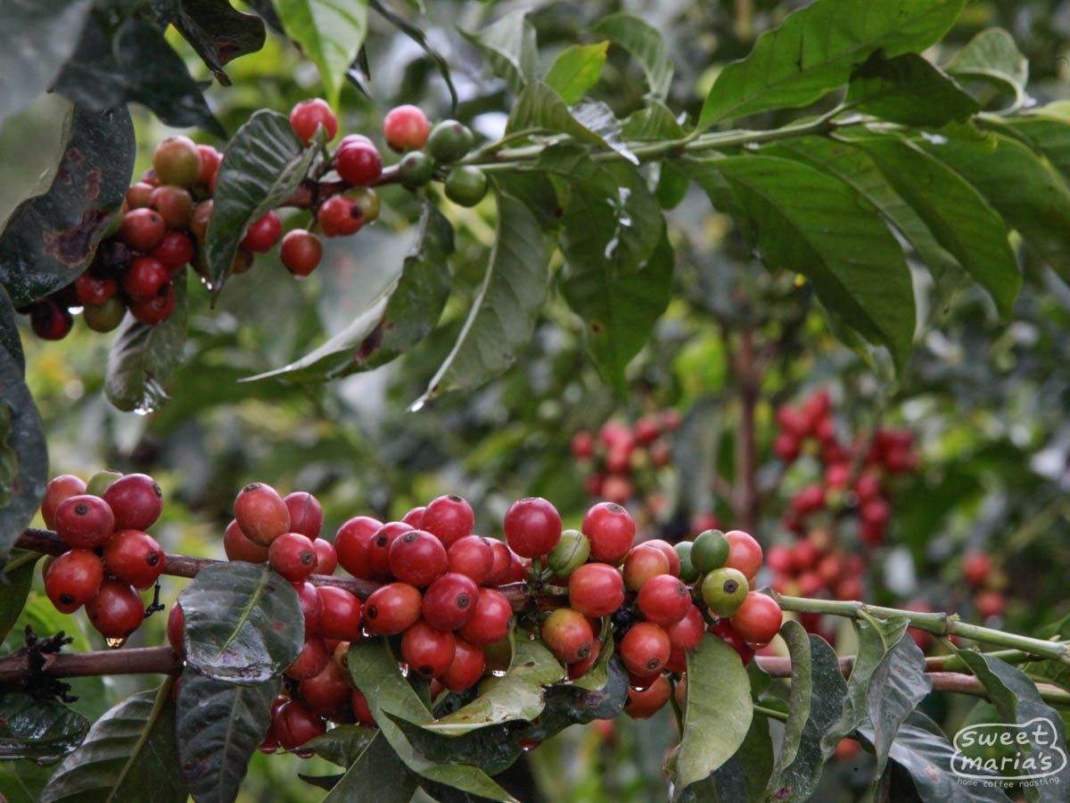 Photo of Kenya Nyeri Gachatha Peaberry