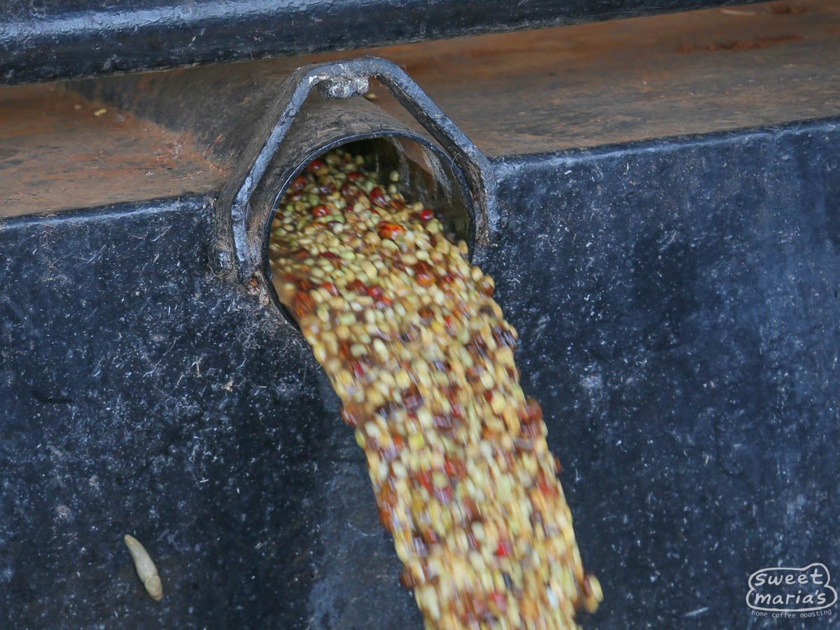 Kenya Nyeri Ichamama Peaberry