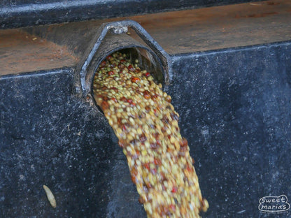 Kenya Nyeri Ichamama Peaberry