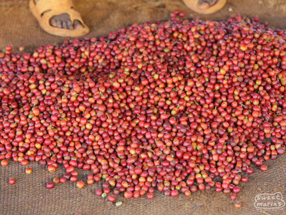 Kenya Nyeri Ichamama Peaberry