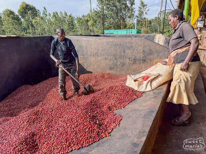 Kenya Kirinyaga Kamwangi Peaberry