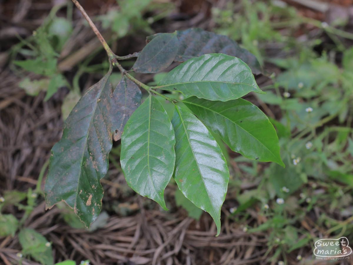 Kenya Kiambu Spike AB
