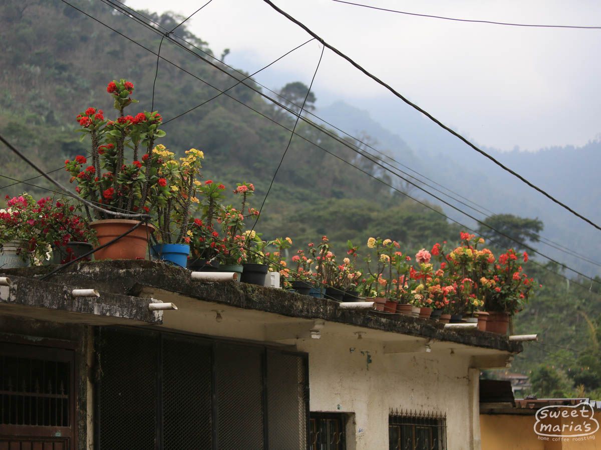 Mexico Organic Granjeros Chiapas WP Decaf