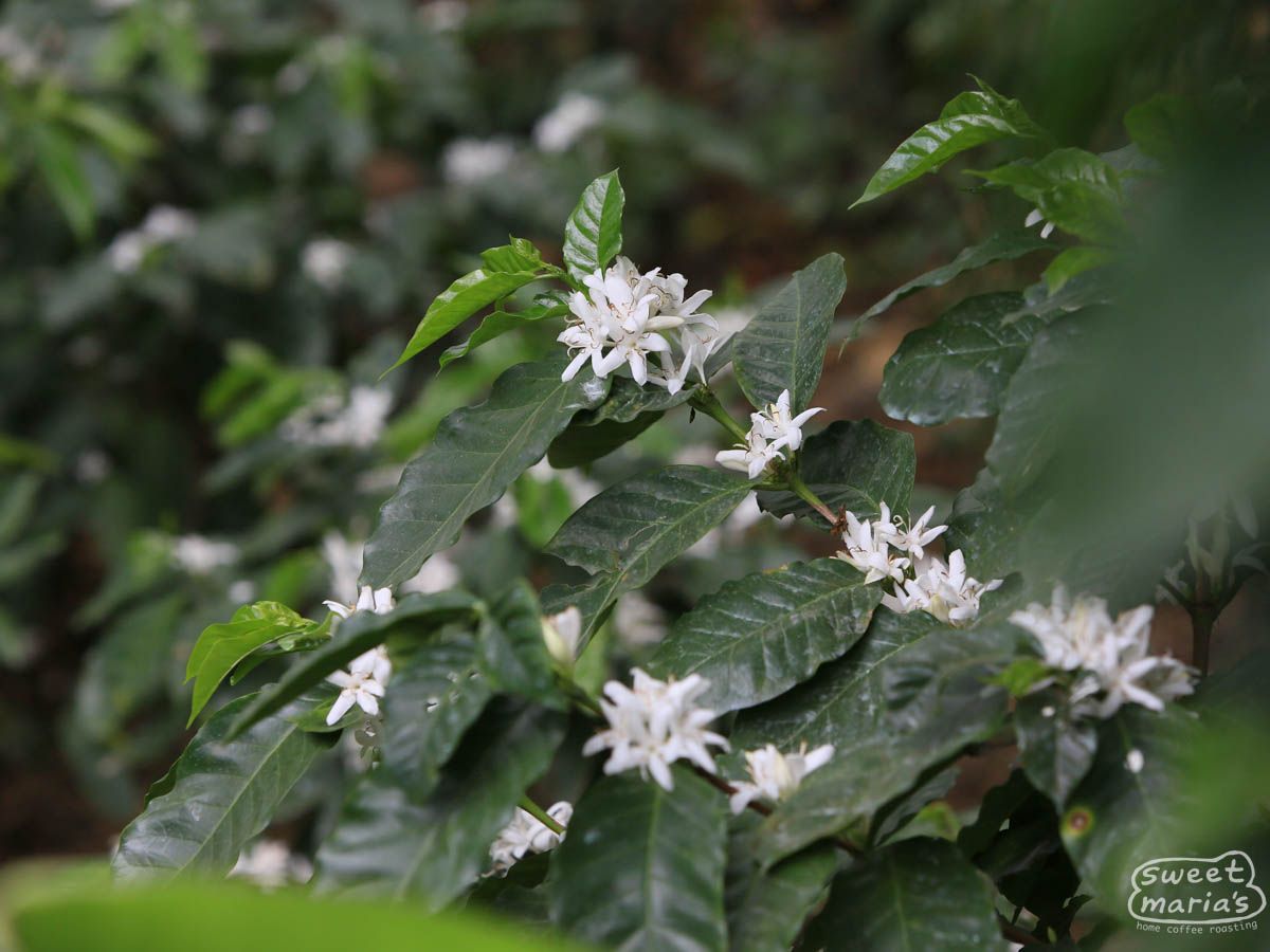 Mexico Organic Granjeros Chiapas WP Decaf