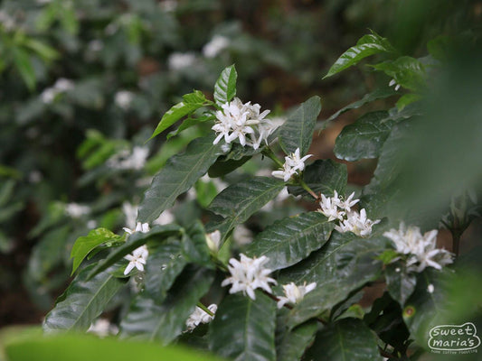 Mexico Organic Granjeros Chiapas WP Decaf