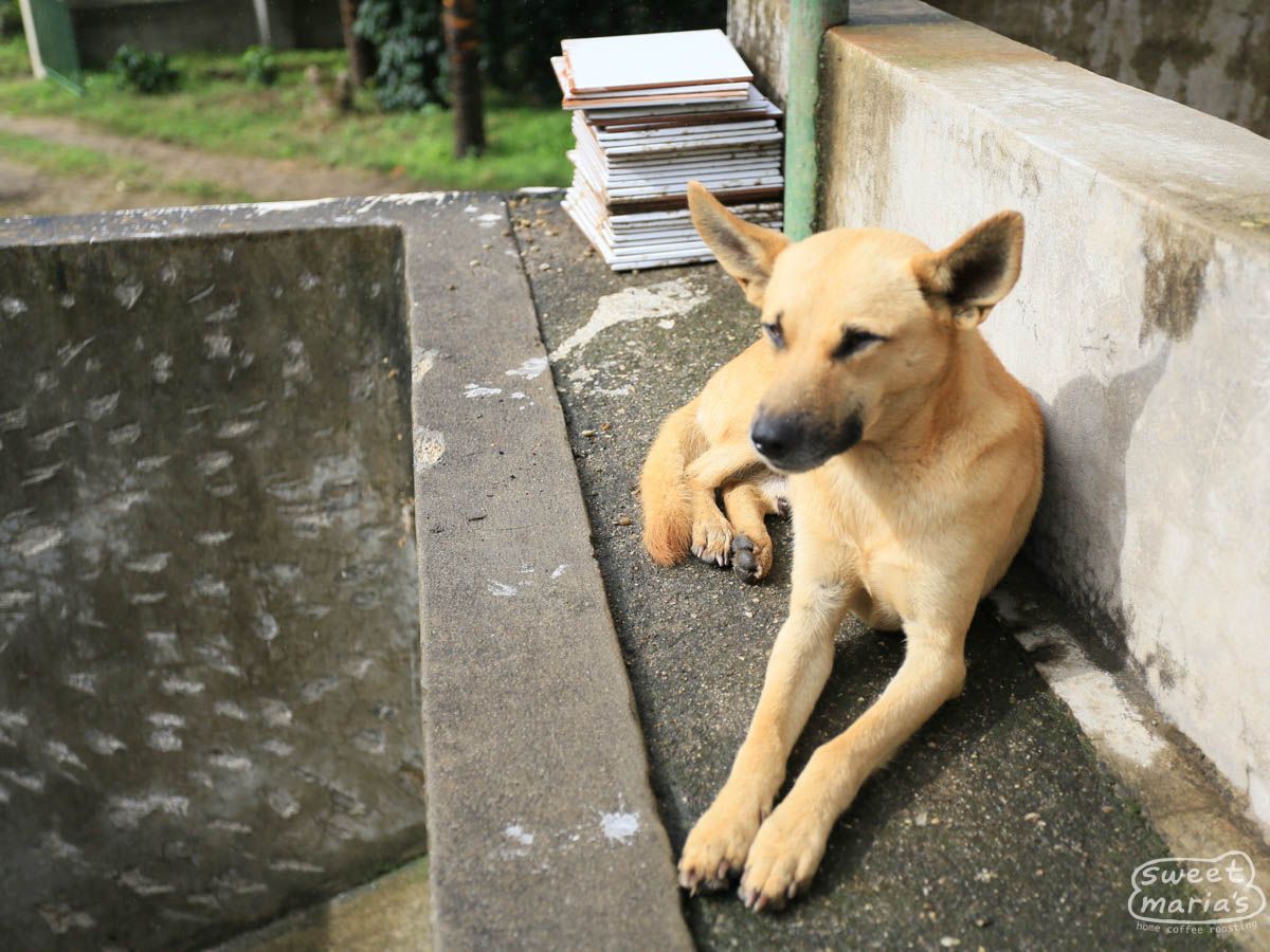 Nicaragua Maracaturra Los Medios