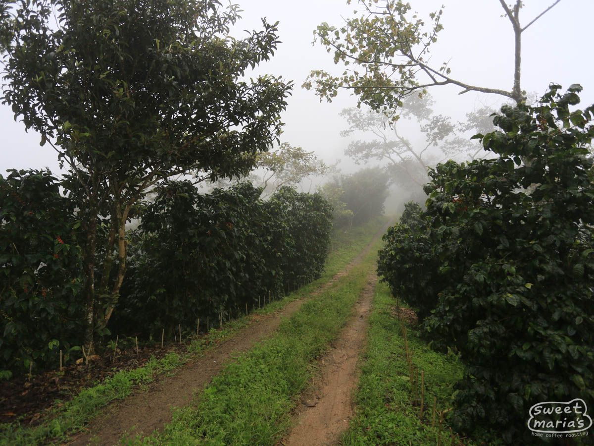 Nicaragua Maracaturra Los Medios