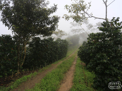 Nicaragua Maracaturra Los Medios
