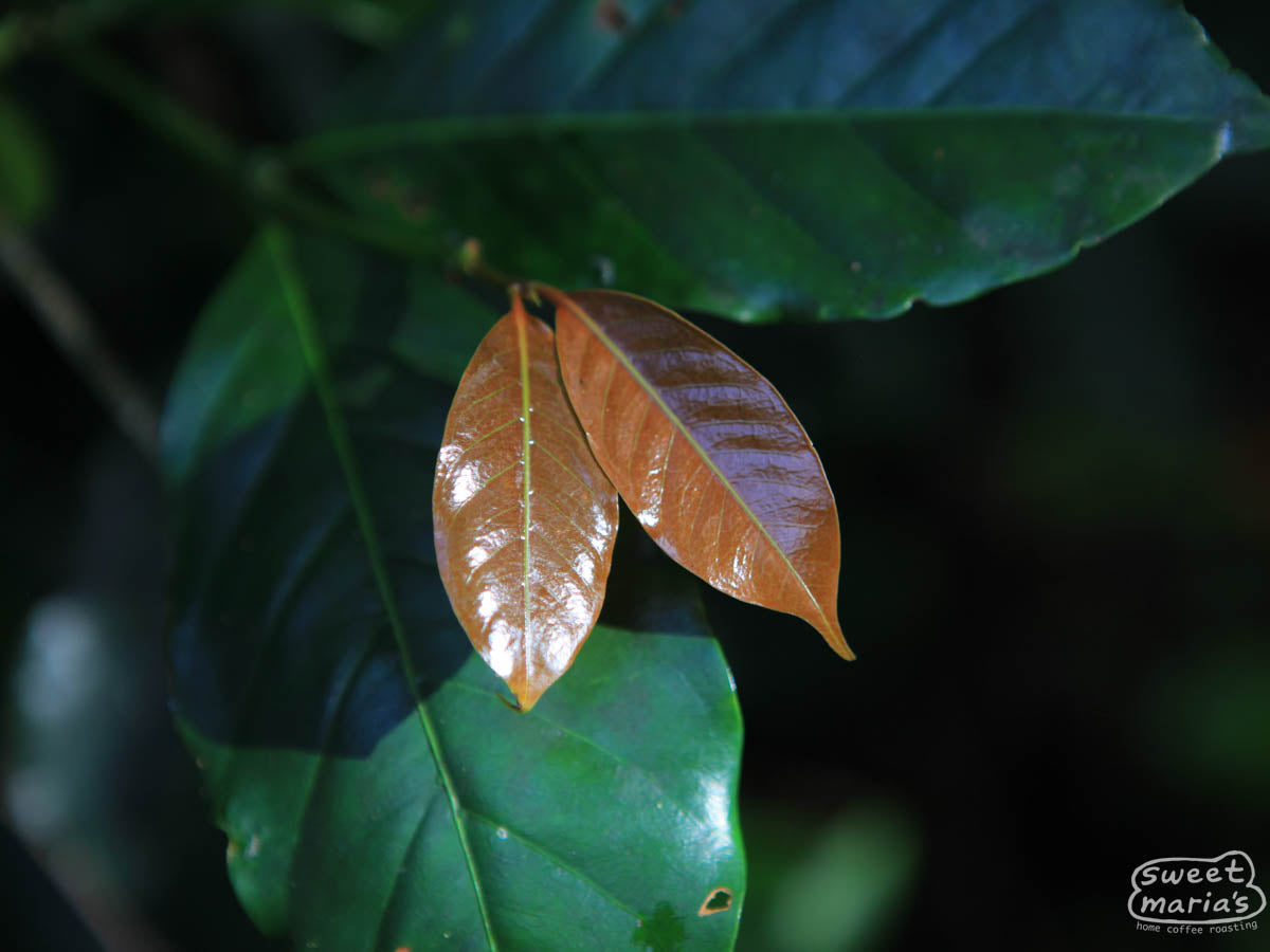 Papua New Guinea Organic Goroka SWP Decaf