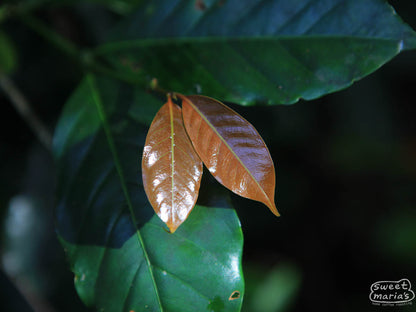 Papua New Guinea Organic Goroka SWP Decaf
