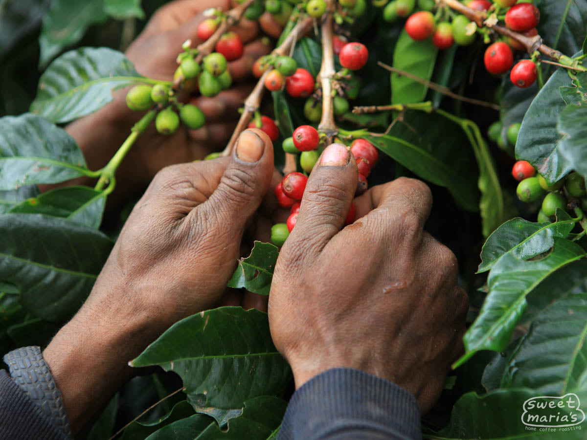 Papua New Guinea Organic Goroka SWP Decaf
