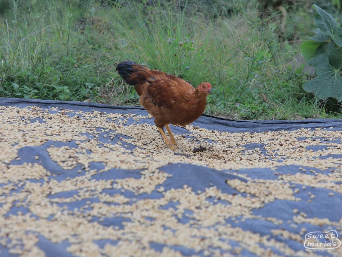 Peru FTO Chirinos Coop SWP Decaf