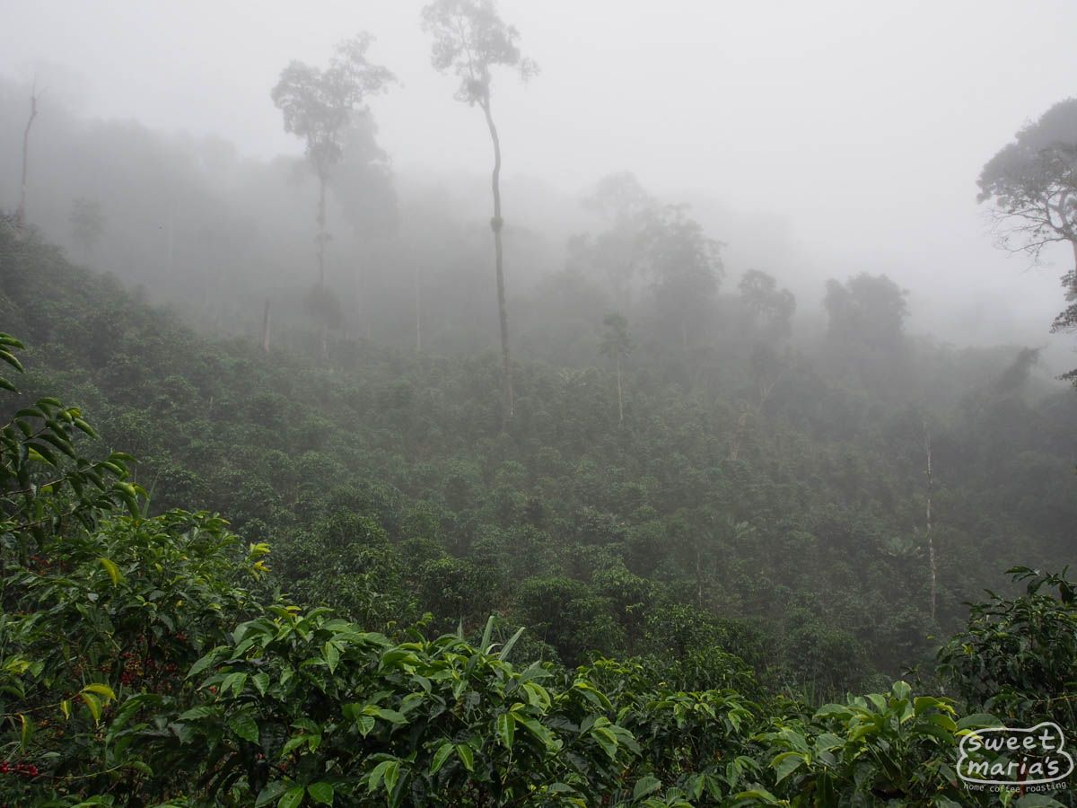 Peru FTO Chirinos Coop SWP Decaf