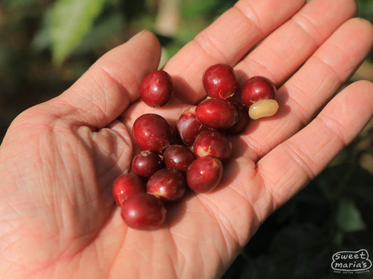 Rwanda Nyamasheke Gitwe