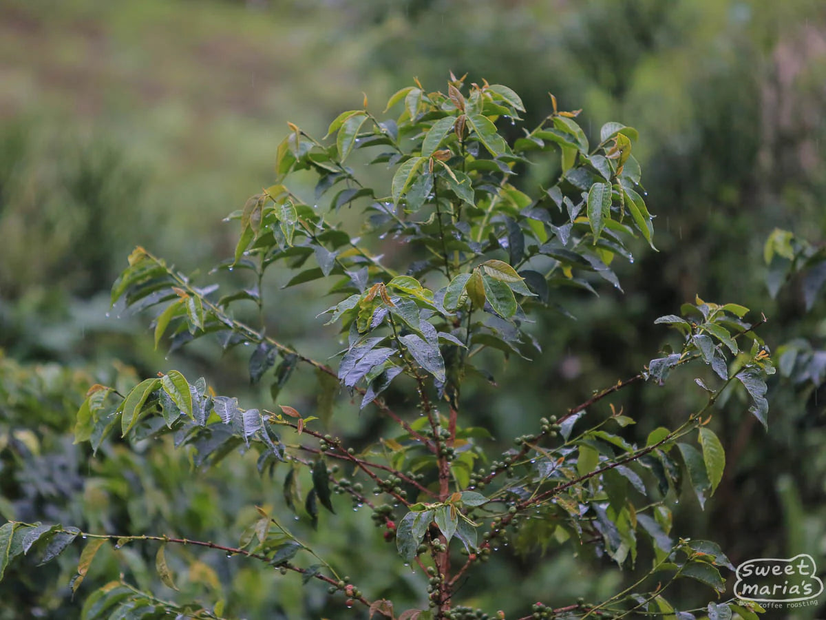 Photo of Rwanda Milles Collines Peaberry - 12 oz / Whole Bean
