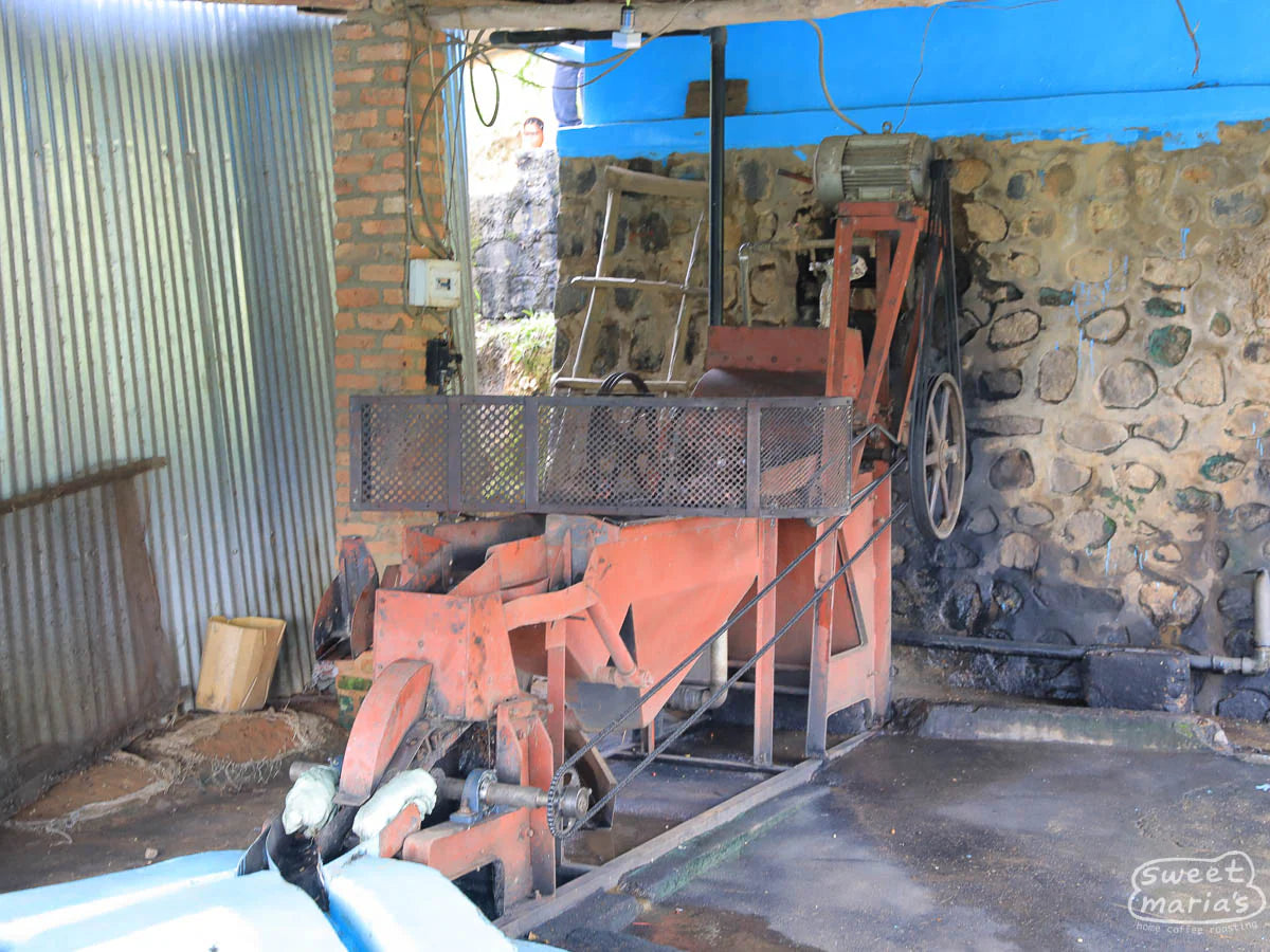 Rwanda Milles Collines Peaberry