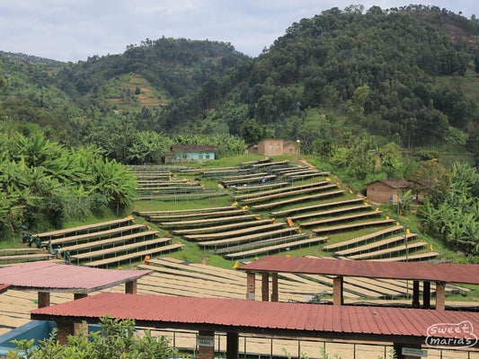 Rwanda Milles Collines Peaberry