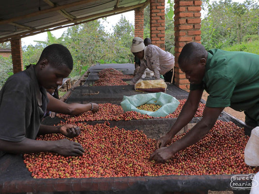 Rwanda Rutsiro Mushonyi