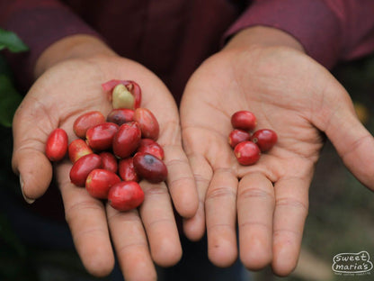 Sumatra Giling Basah Bebesen Aulia