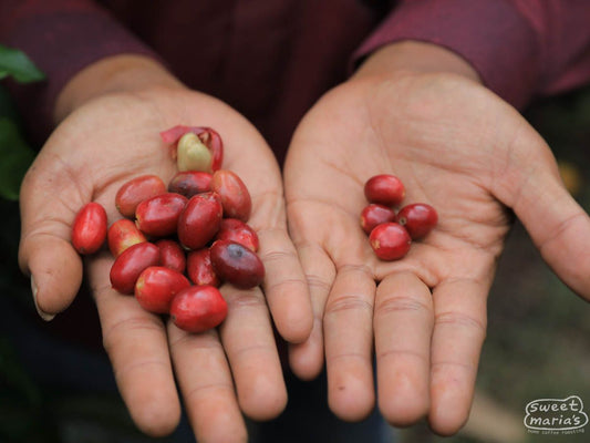 Sumatra Giling Basah Bebesen Aulia