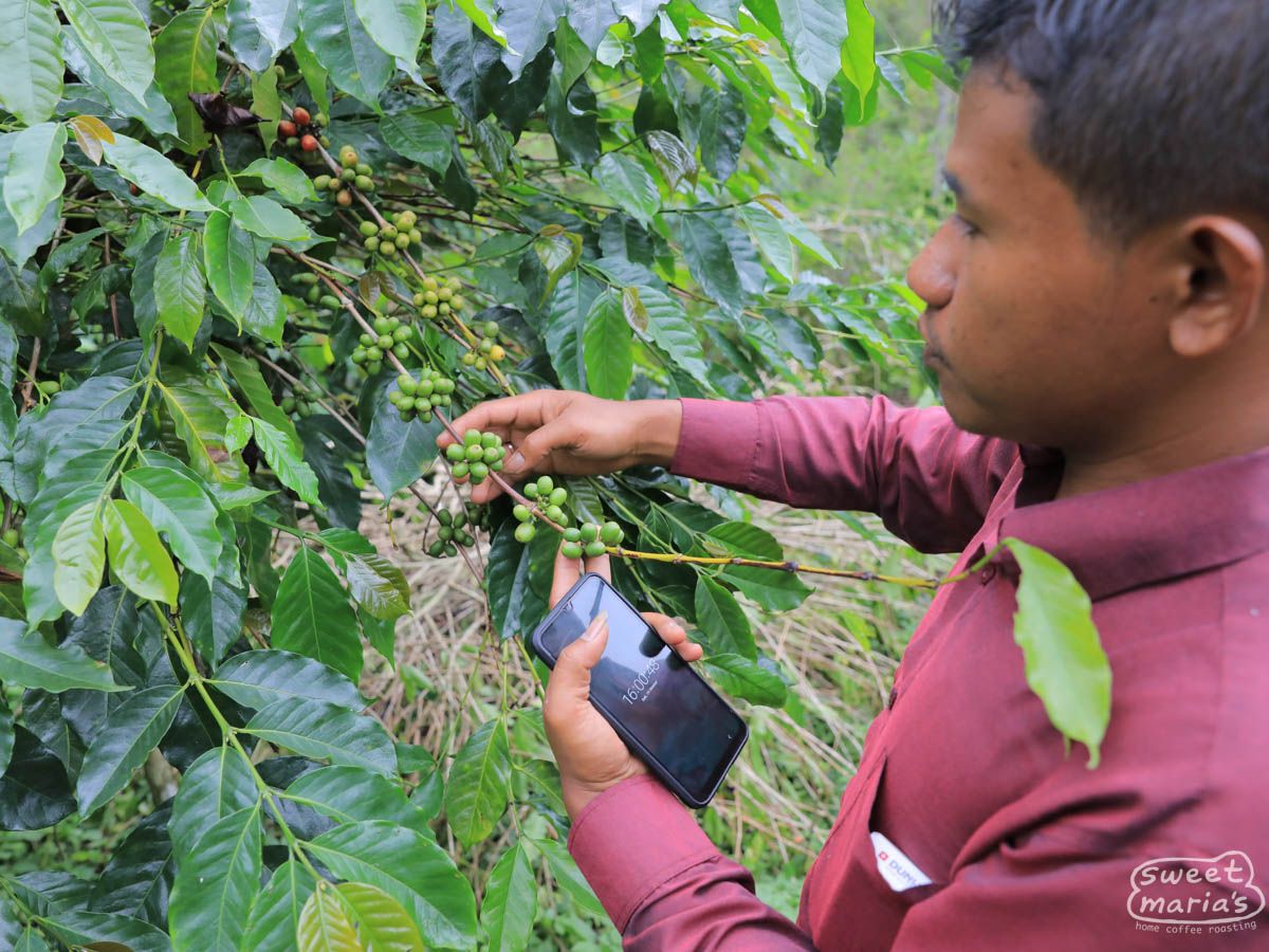 Sumatra Giling Basah Bebesen Aulia