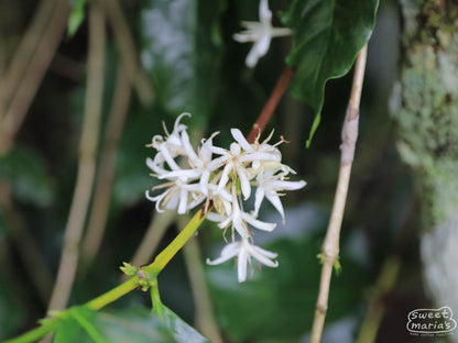 Sumatra Giling Basah Bebesen Aulia