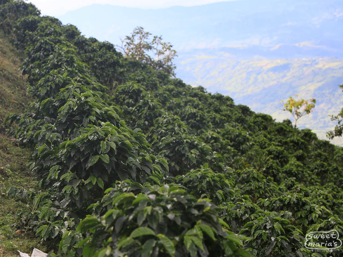 Photo of Colombia Huila EA Decaf