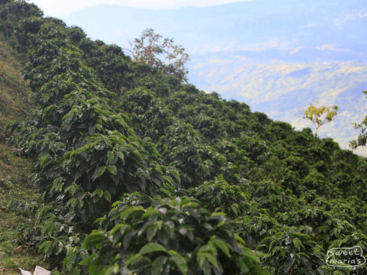 Colombia Huila EA Decaf