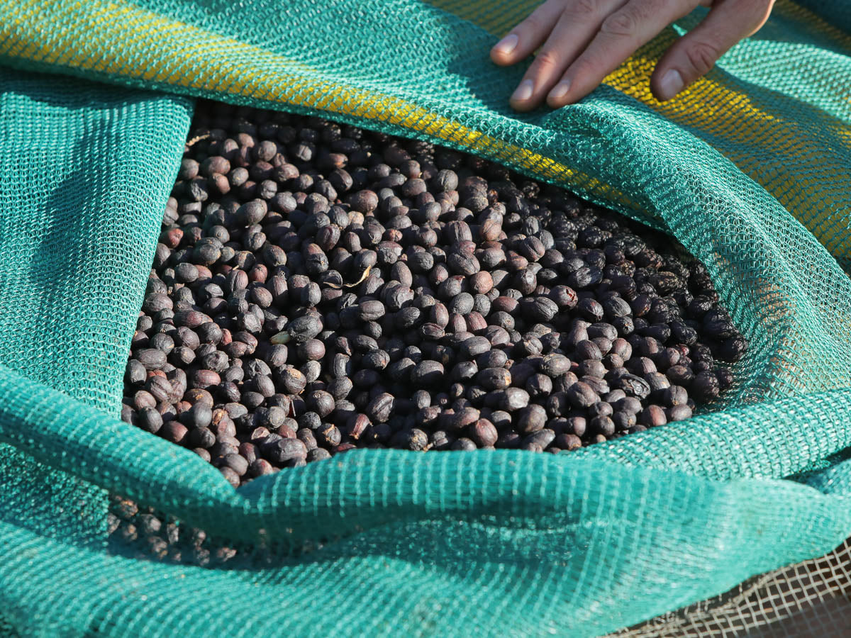 Ethiopia Dry Process Buku Abel