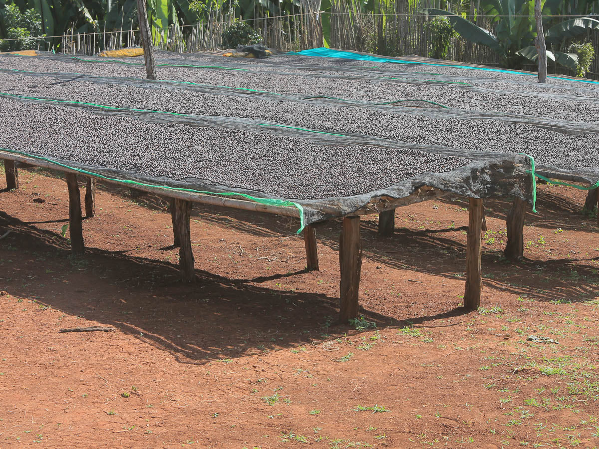 Ethiopia Dry Process Buku Abel