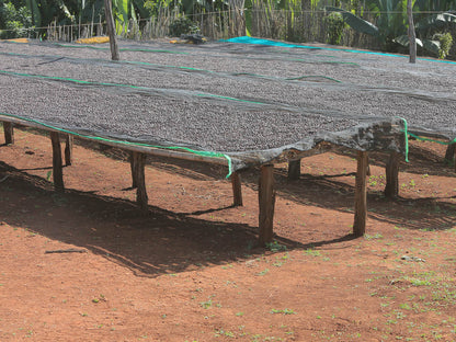 Ethiopia Dry Process Buku Abel