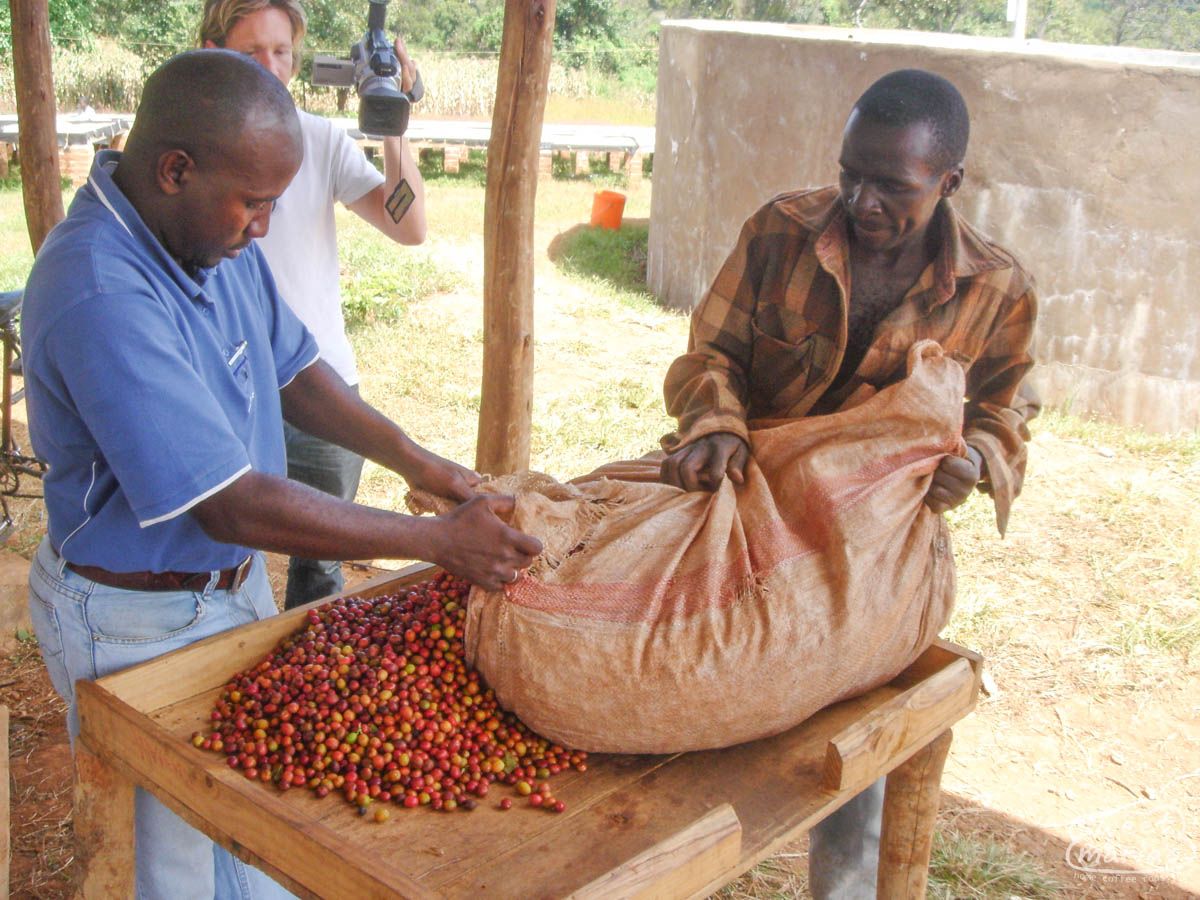 Photo of Tanzania Mbozi Mbewe Peaberry