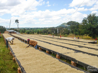 Tanzania Mbozi Mbewe Peaberry