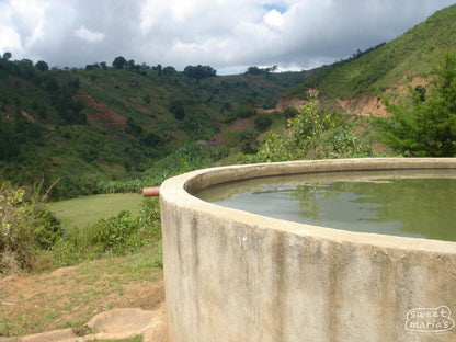 Tanzania Mbozi Mbewe Peaberry