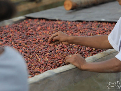 Timor Leste Dry Process Dukurai