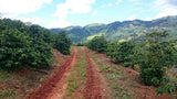 Brazil Natural Fazenda Furnas