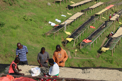 Rwanda FTO Kigeyo Washing Station