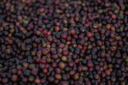 Ethiopia Yirgacheffe Chelchele