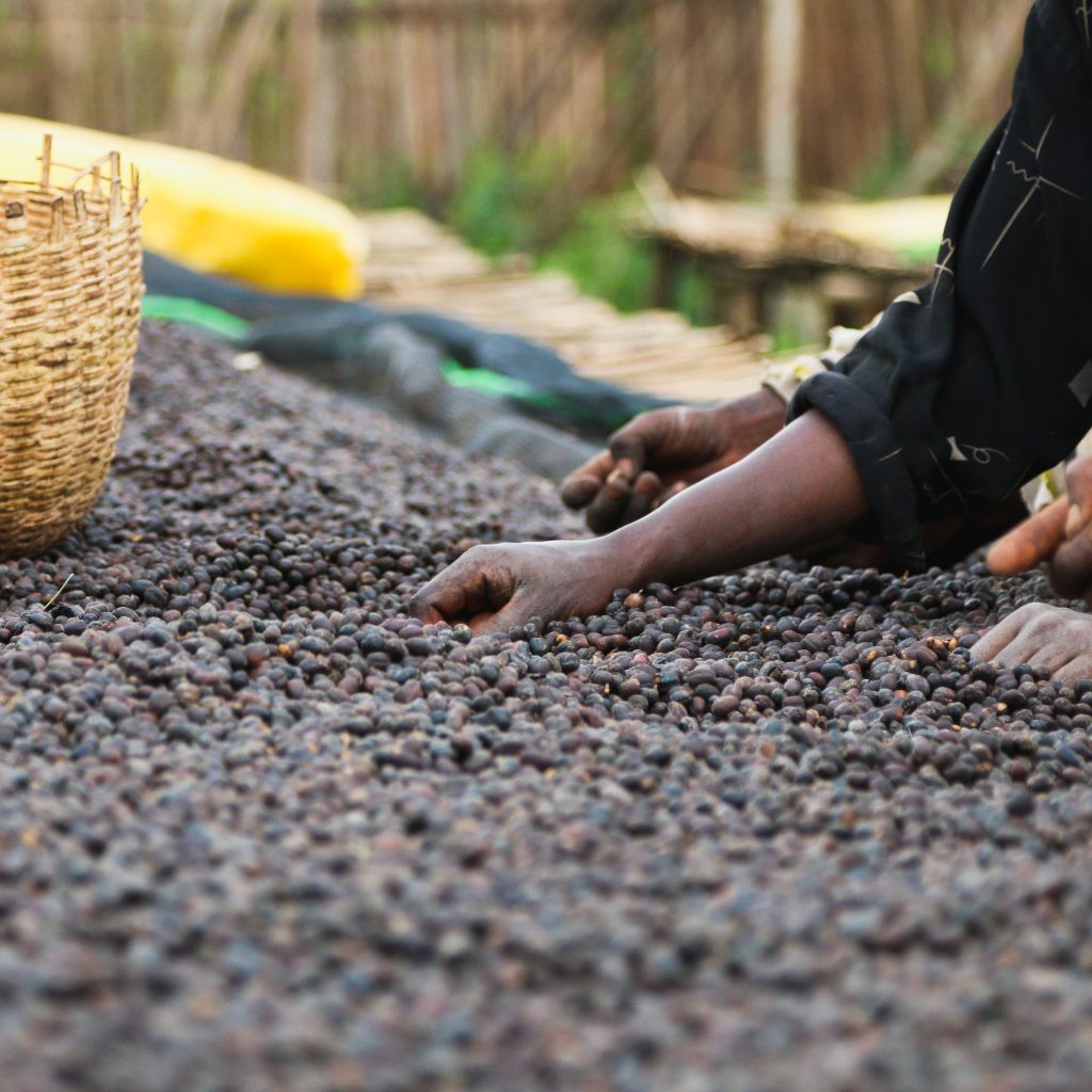 Ethiopia Yirgacheffe Chelchele