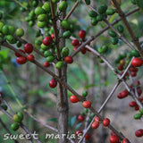 Rwanda Rulindo Cocatu Coop Lot 3