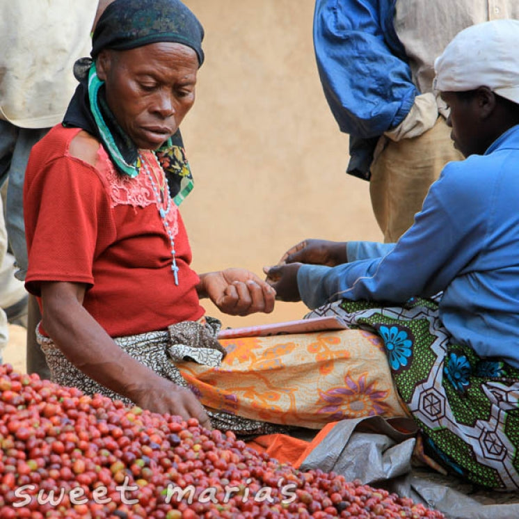 Rwanda Rulindo Cocatu Coop Lot 3