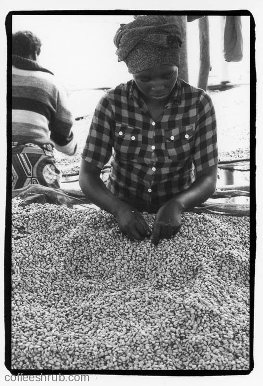 Rwanda Rulindo Cocatu Coop Lot 3