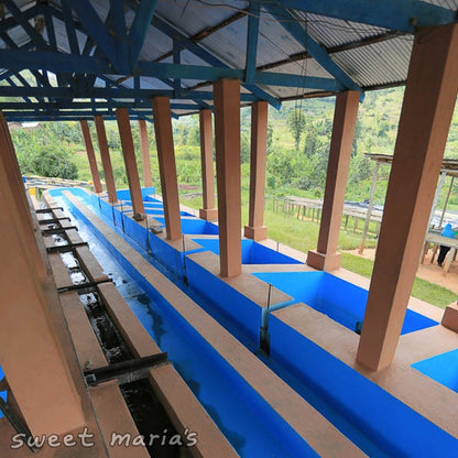 Rwanda Rulindo Cooperatives SWP Decaf